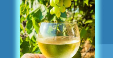 vino-griego-canvas