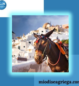 excursión-en-burro-de-santorini-canvas