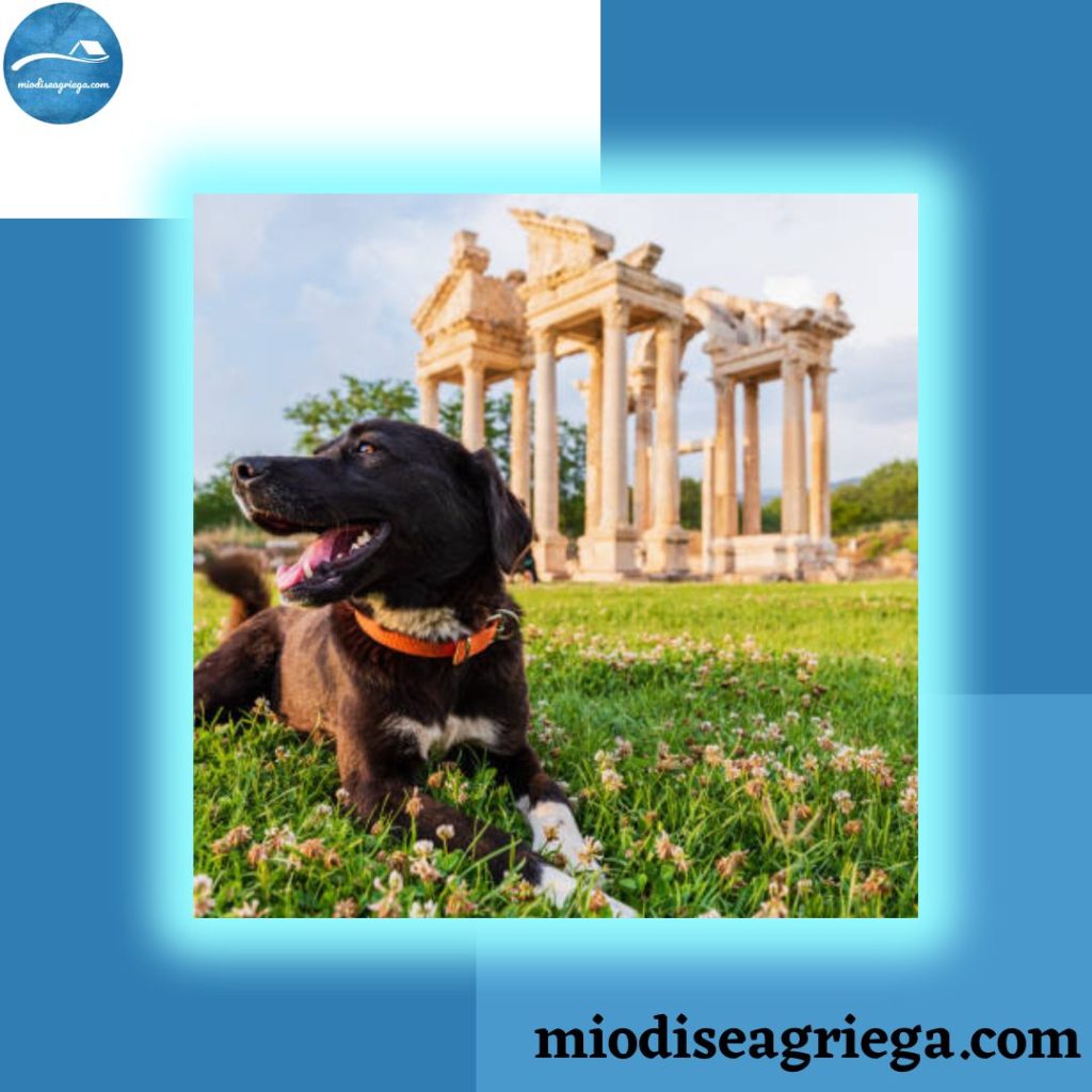 perros-antigua-grecia-canvas