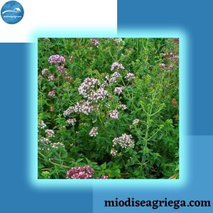 orégano-antigua-grecia