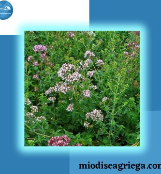 orégano-antigua-grecia