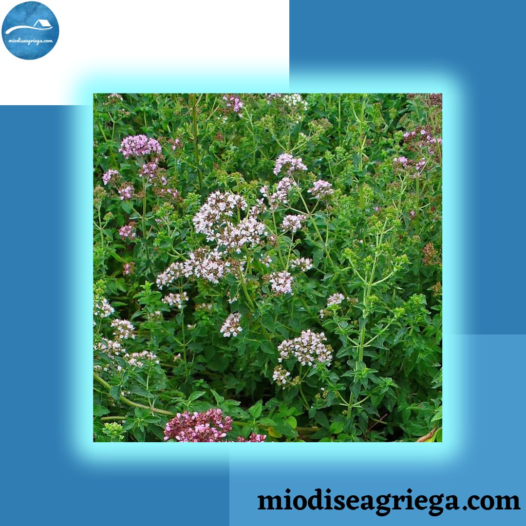 orégano-antigua-grecia